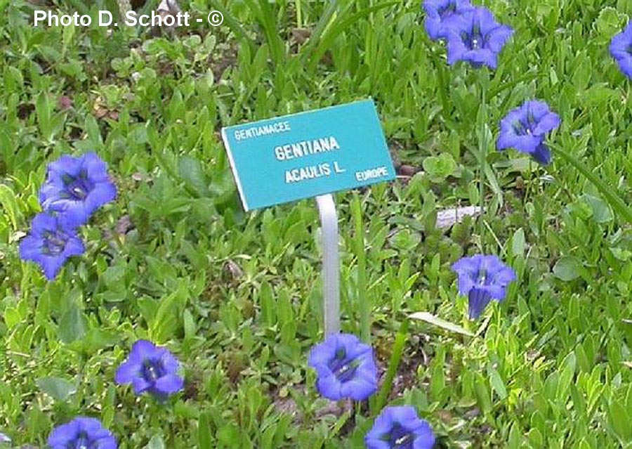 Gentiana acaulis (gentiane acaule)